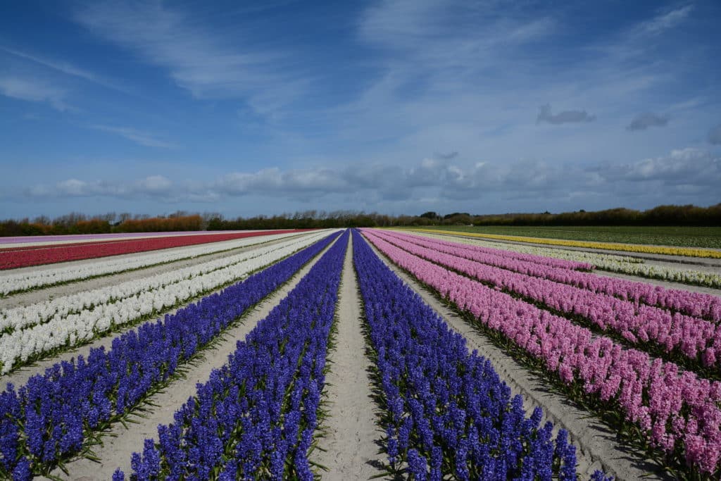 Champ de jacinthes 10 - À propos de Kaandorp - Quimper Brest