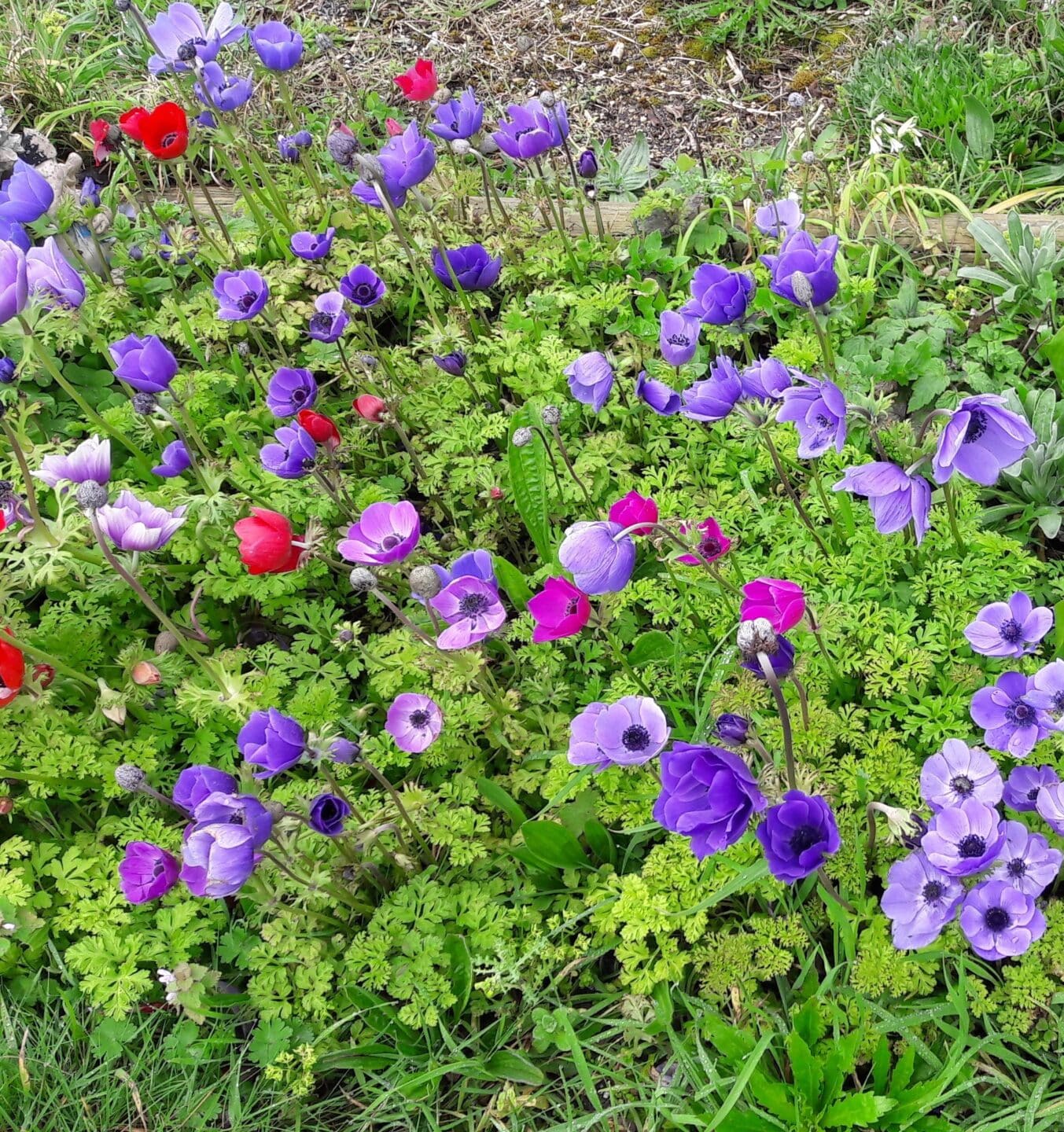 Anemones de Caen 1 - Accueil - Quimper Brest