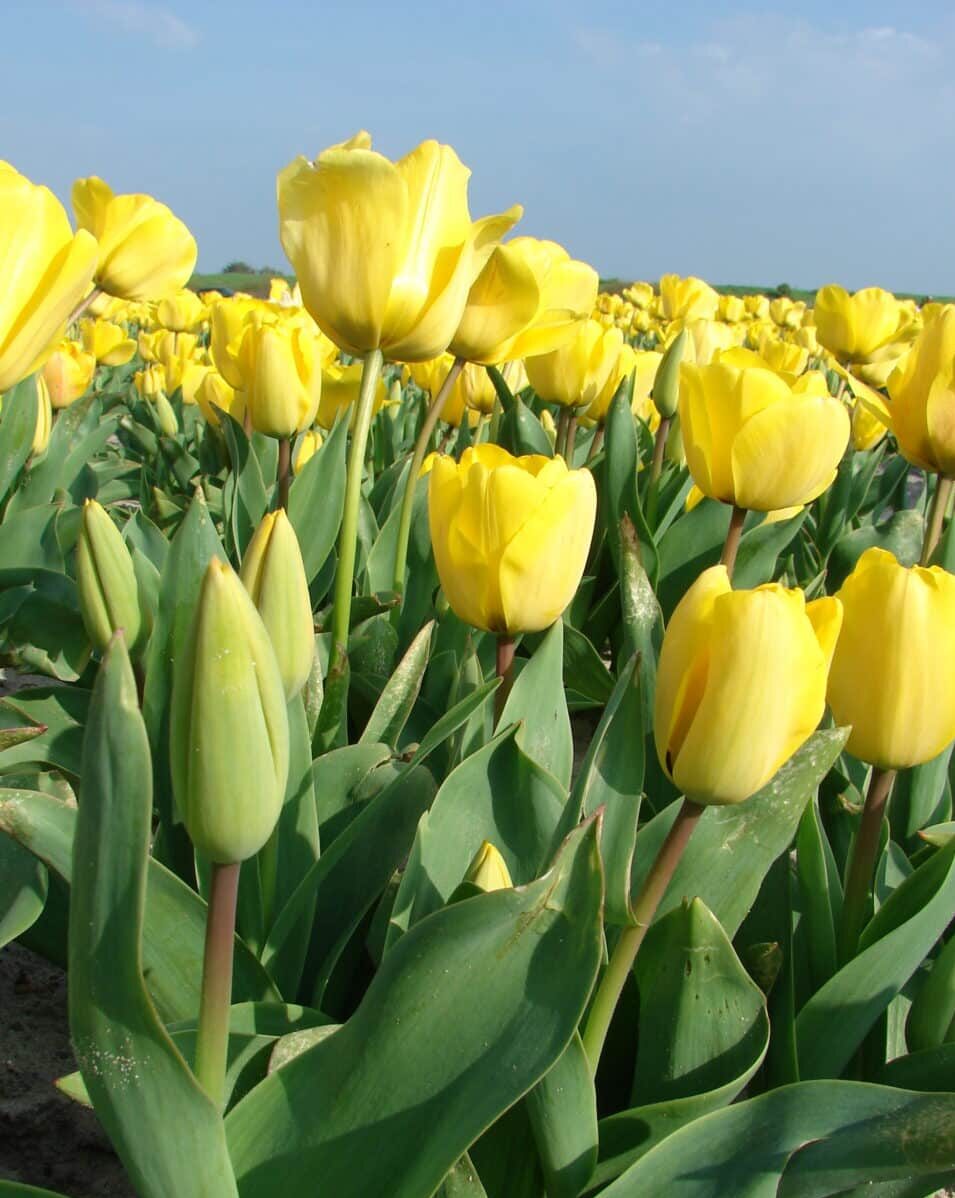 DSC00907 e1774862153541 - Accueil - Quimper Brest DSC00907 e1774862153541 - Accueil - Quimper Brest