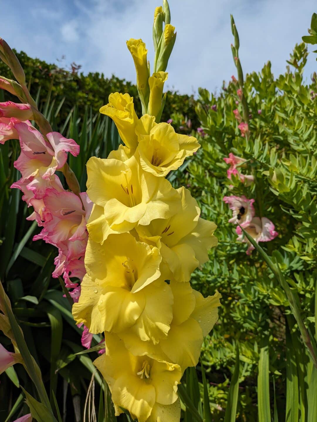 PXL 20230728 130445305 - Accueil - Quimper Brest PXL 20230728 130445305 - Accueil - Quimper Brest